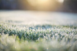 Høst-golf med frost i gresset